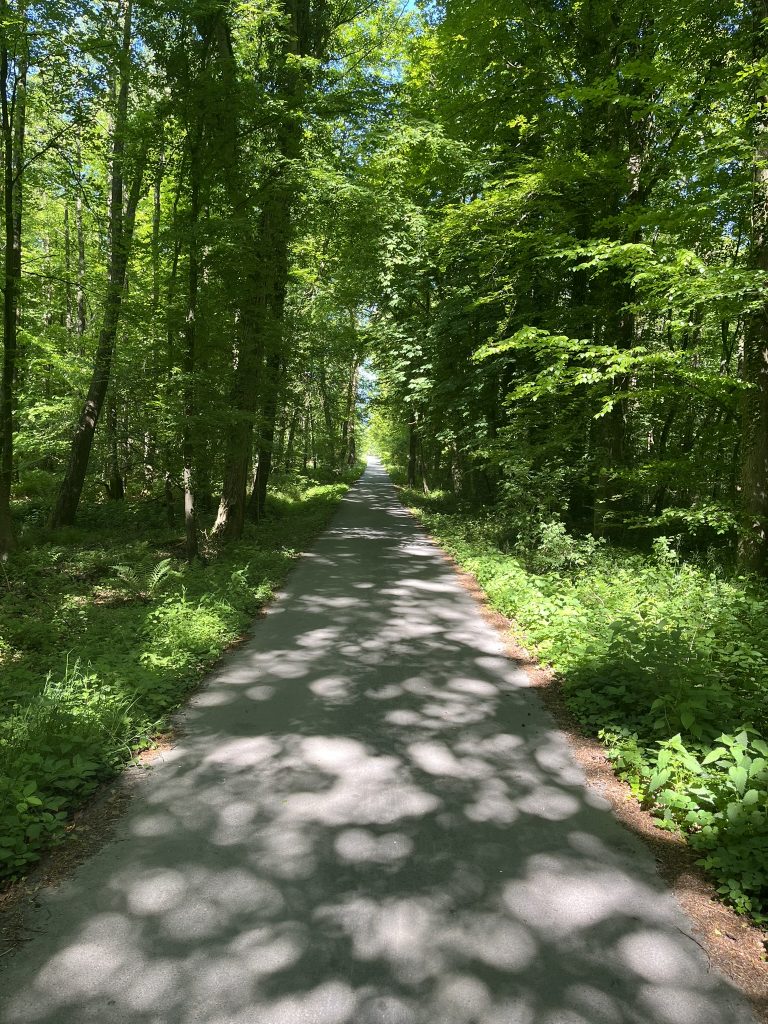 Weg im Ratinger Wald als SInnbild für systemische Beratung