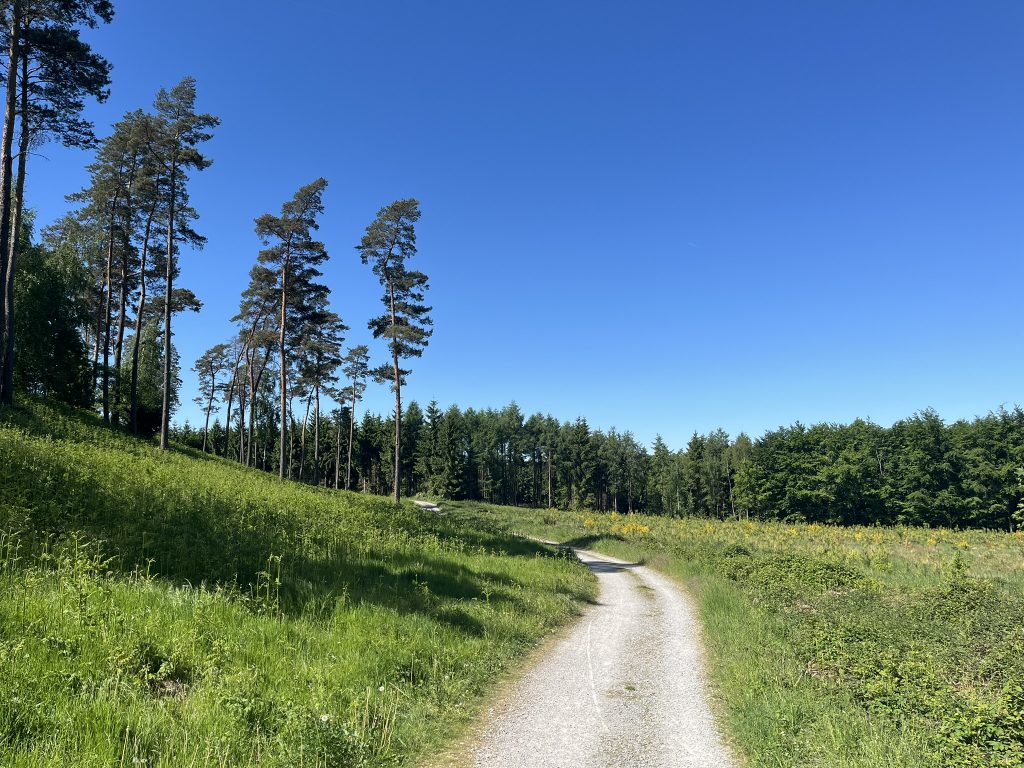 Weg im Ratinger Wald als SInnbild für systemische Beratung